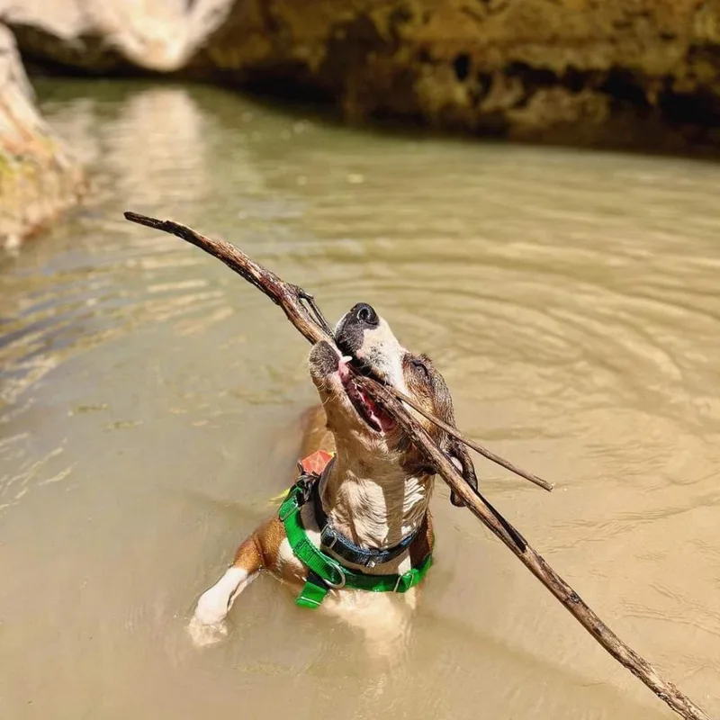 Maisy thumbnail 4