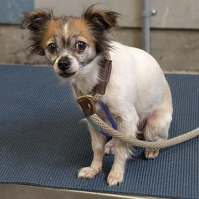 An adult small-sized female Chihuahua dog named Tara for adoption in Camarillo, CA