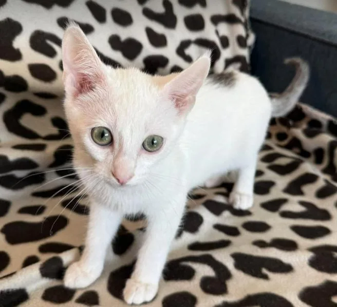 A baby medium-sized male White Domestic Short Hair cat named Mew for adoption in oceanside, CA