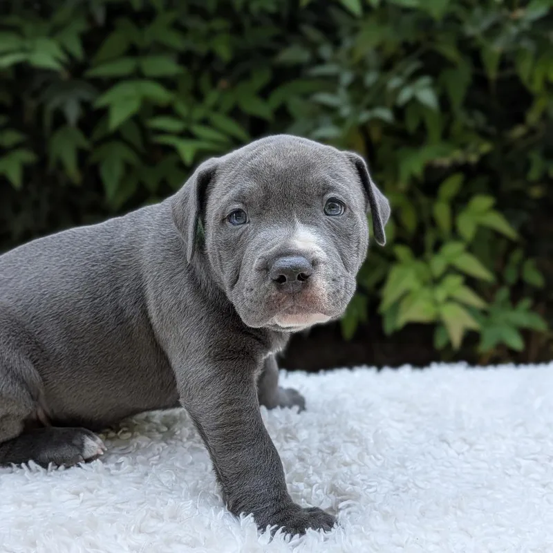 A baby small-sized male Gray / Blue / Silver Pit Bull Terrier dog named Dosijoe for adoption in Tyrone, GA