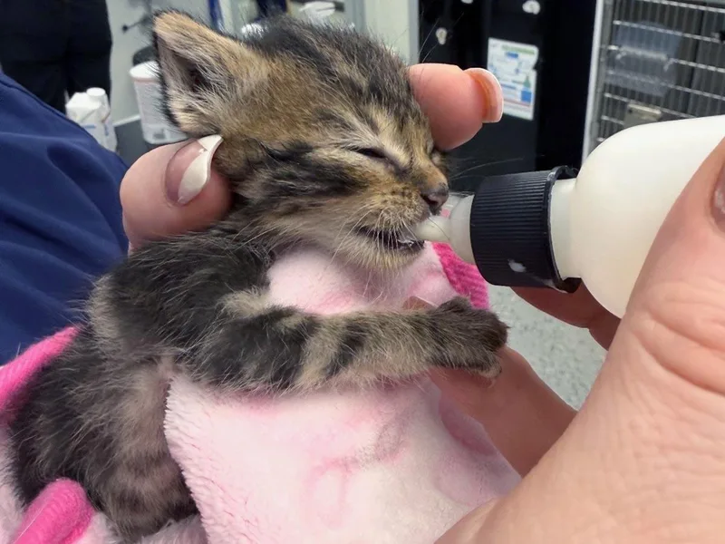 A baby medium-sized male Tabby (Brown / Chocolate) Tabby cat named Freddie Mercury for adoption in Great Neck, NY