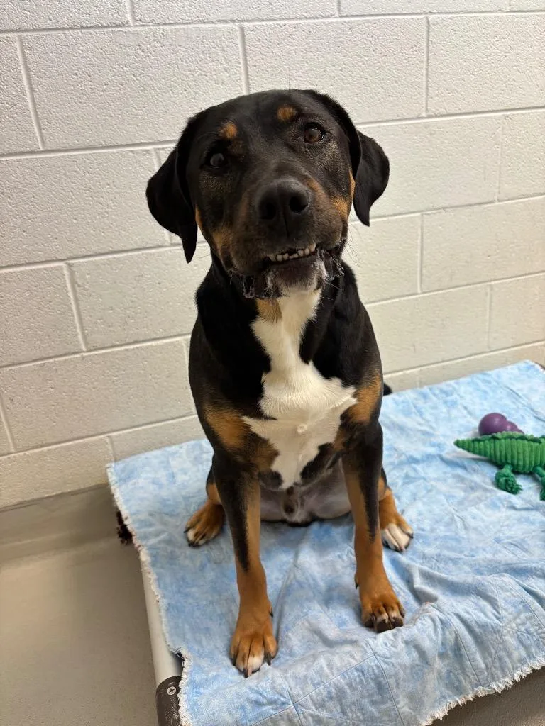 Paddington  Thanos thumbnail 2