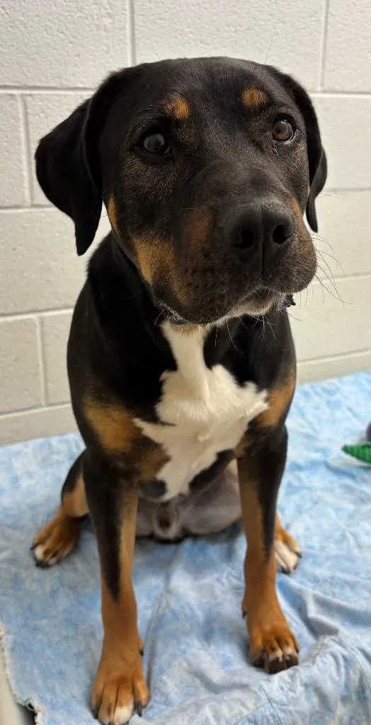 Paddington  Thanos thumbnail 3