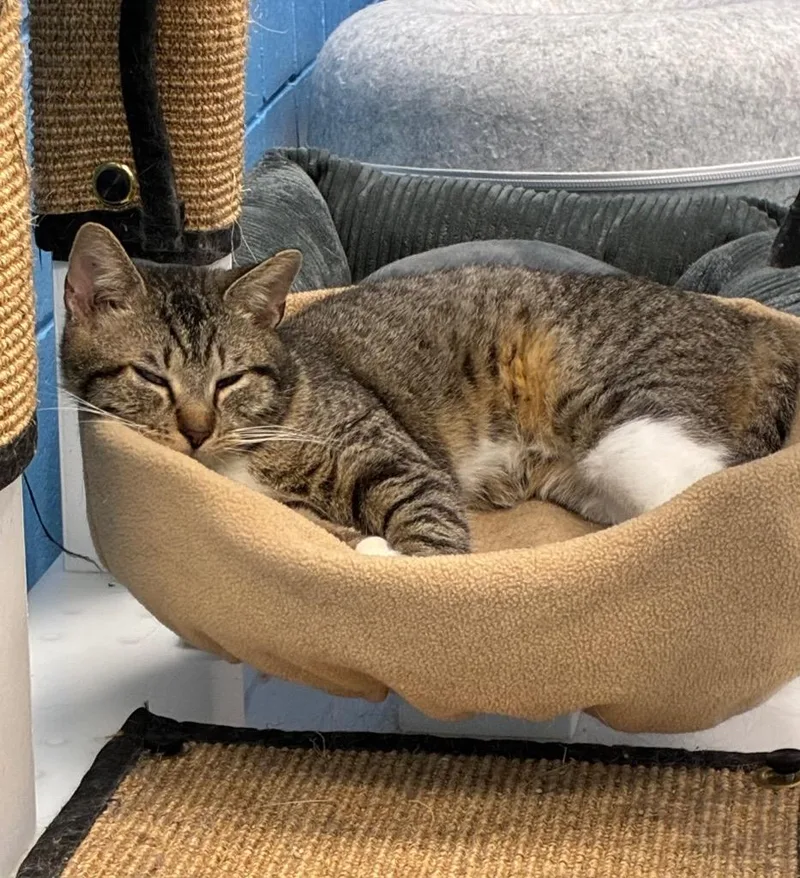 A young small-sized male Domestic Short Hair cat named Bagel for adoption in Hartsville, SC