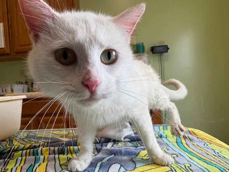 An adult medium-sized female White Domestic Short Hair cat named Angel for adoption in Warren, PA