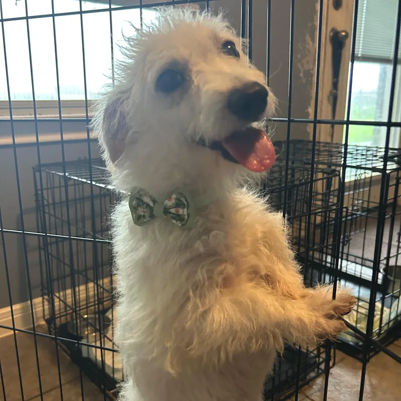 A young small-sized male White / Cream Maltese dog named Groot for adoption in Manvel, TX