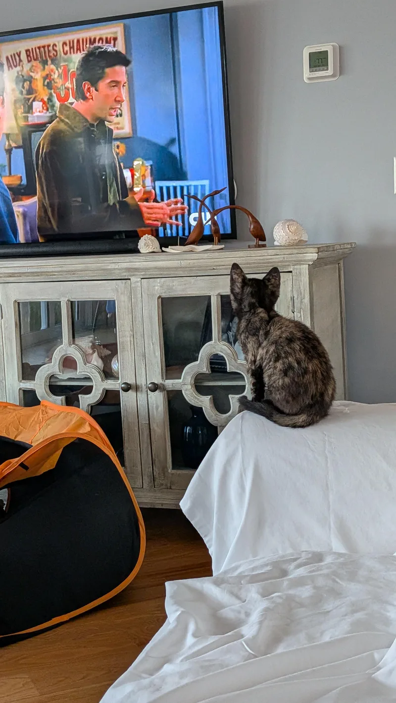 A baby medium-sized female Tortoiseshell cat named Tori for adoption in Wilmington, NC