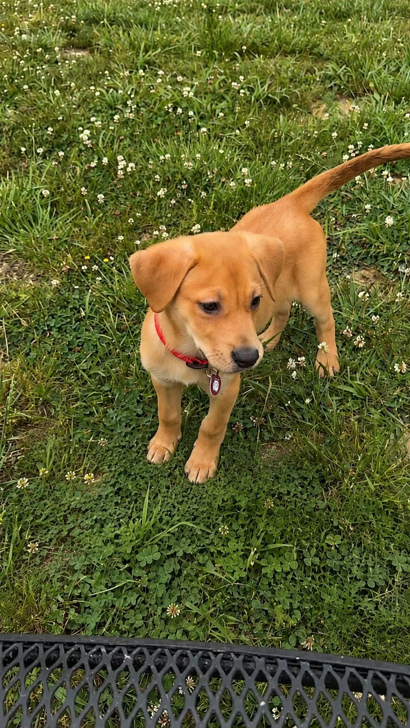 A baby large-sized male Labrador Retriever dog named Travis for adoption in Nashville, TN