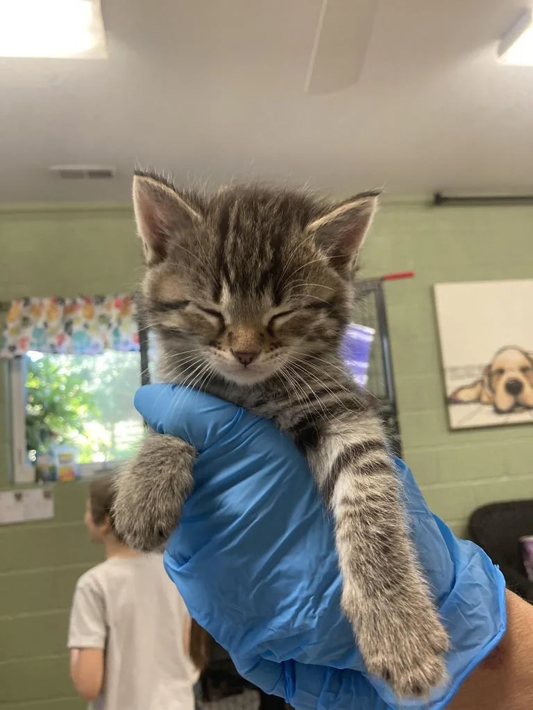 A baby medium-sized male Domestic Short Hair cat named Cam Shaft for adoption in Burnsville, NC