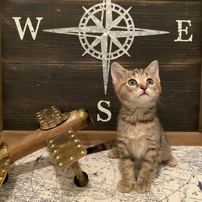 A baby small-sized female Brown / Chocolate Domestic Short Hair cat named Journey for adoption in Brownsboro, AL