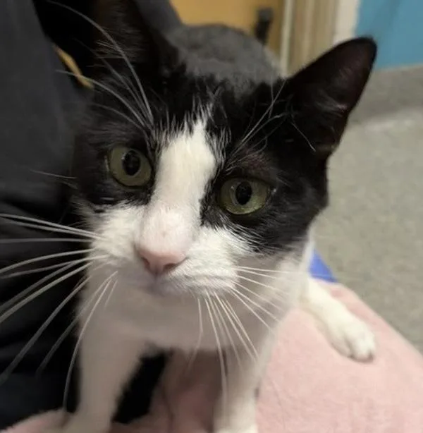 An adult medium-sized female Domestic Short Hair cat named Stella Jean for adoption in Escondido, CA