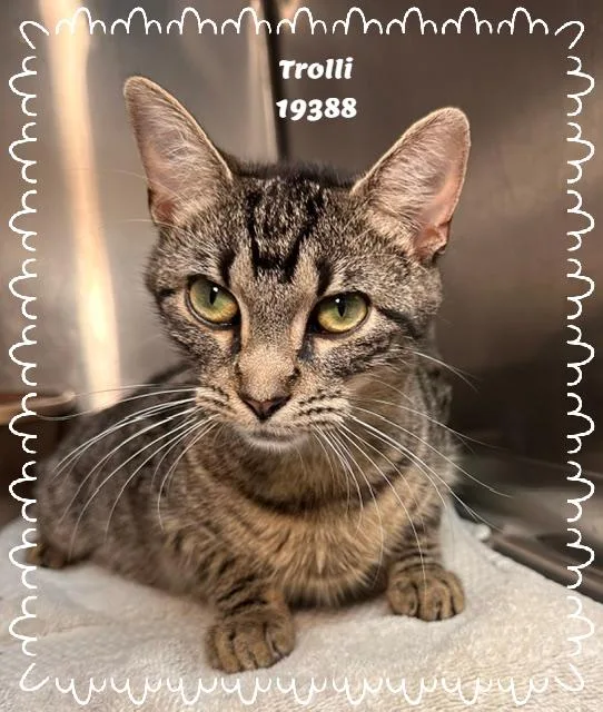 A young large-sized female Tabby (Buff / Tan / Fawn) Domestic Short Hair cat named Trolli for adoption in Marietta, GA