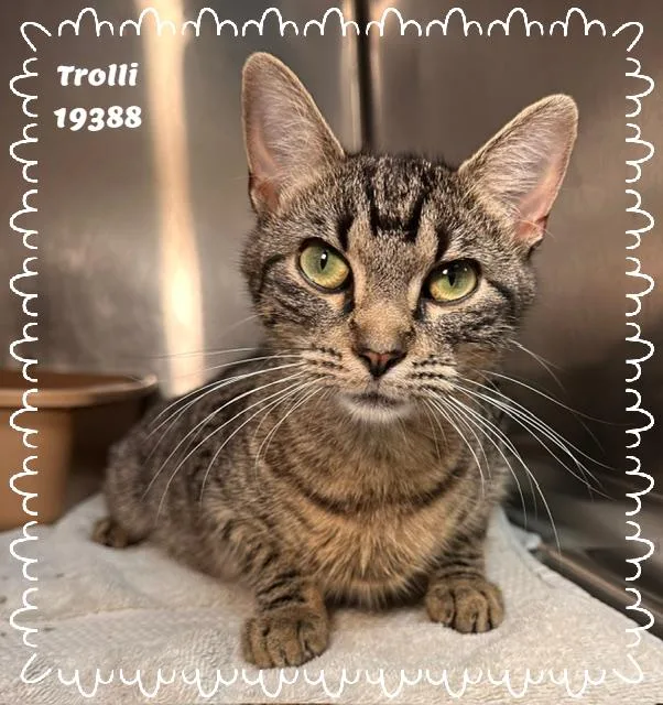 Trolli thumbnail 5