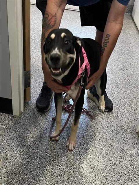 A baby medium-sized female German Shepherd Dog dog named Raven for adoption in Palmetto, FL