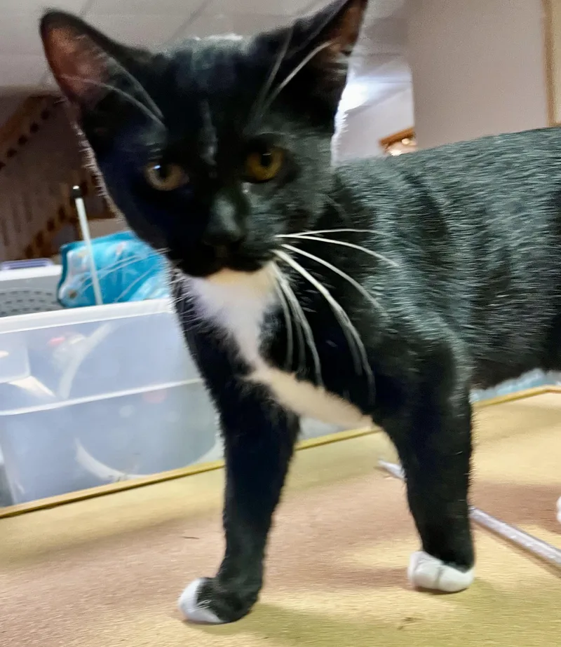 A baby small-sized male Black & White / Tuxedo Domestic Short Hair cat named Nivana for adoption in Faribault, MN