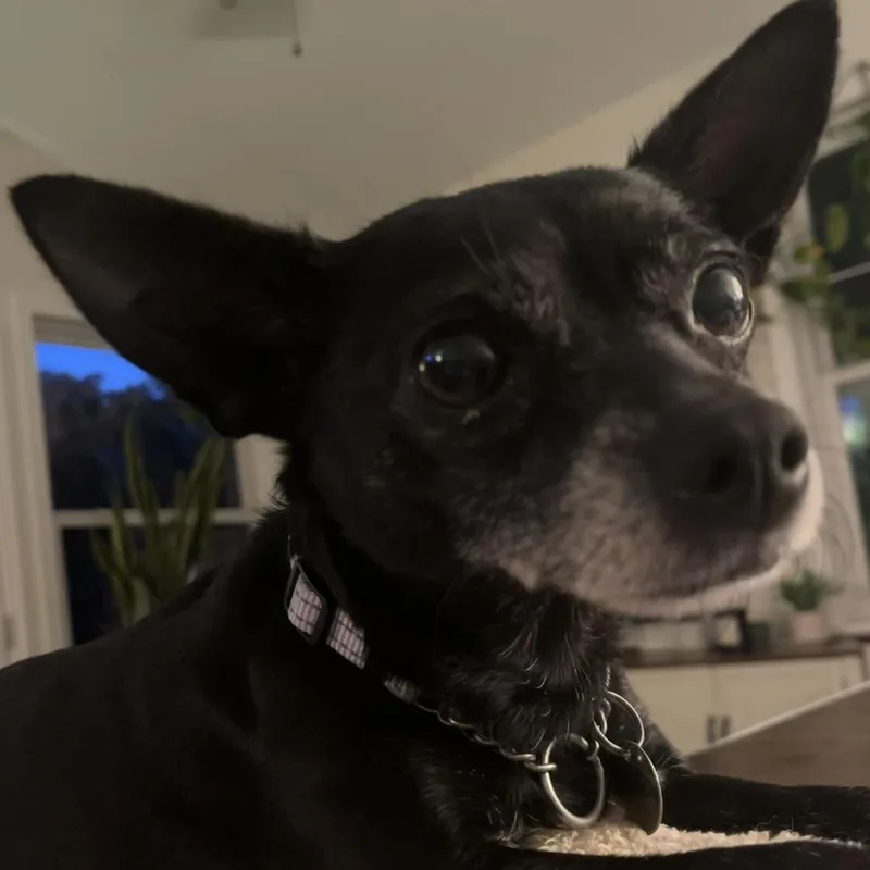 Bebe