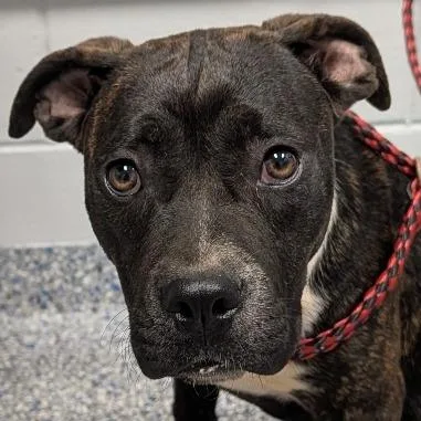 A young medium-sized female Brown / Chocolate American Staffordshire Terrier dog named Violet for adoption in Greenville, SC