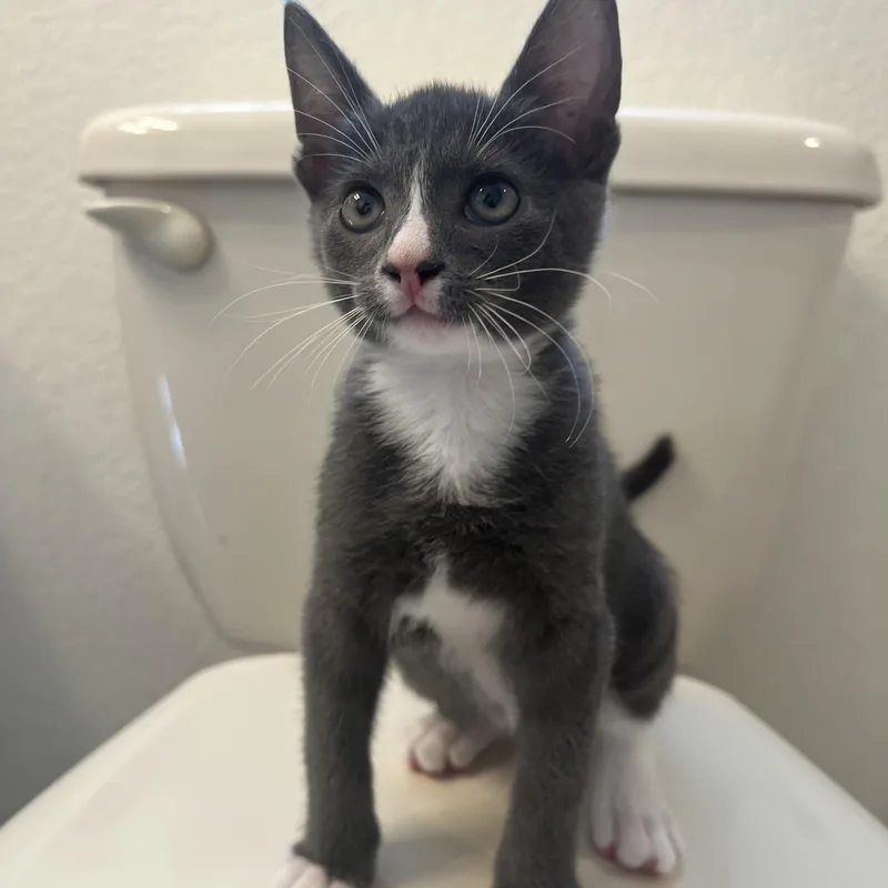 A baby small-sized male Tuxedo cat named Loki for adoption in Mesa, AZ