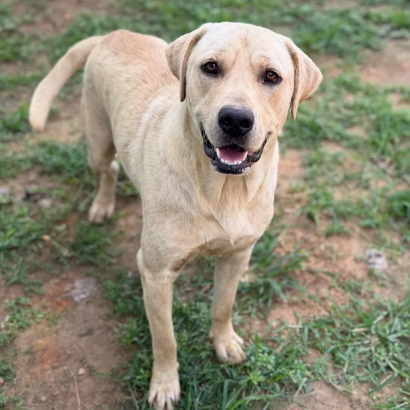An adult large-sized male Apricot / Beige Labrador Retriever dog named Biscuit for adoption in Summerdale, AL