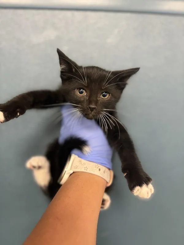 A baby medium-sized male Domestic Short Hair cat named Socks for adoption in Victorville, CA