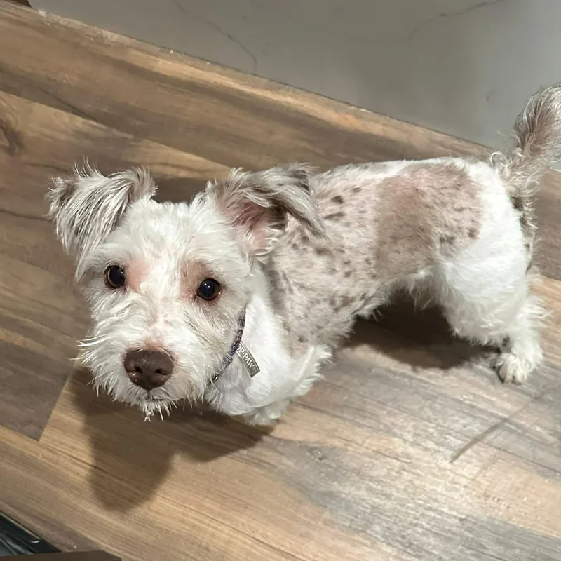 A young small-sized male Miniature Schnauzer dog named Cisco for adoption in Homer Glen, IL