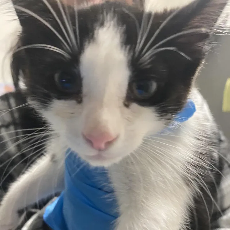 A baby small-sized male Black Domestic Medium Hair cat named Sylvester for adoption in Charleston, WV