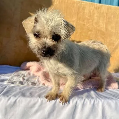 An adult small-sized female Terrier dog named Phoebe for adoption in Visalia, CA