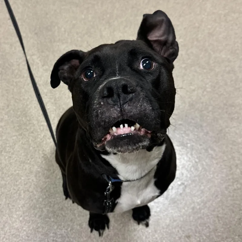 A senior large-sized male Pit Bull Terrier dog named Chaos for adoption in Bristol, IN
