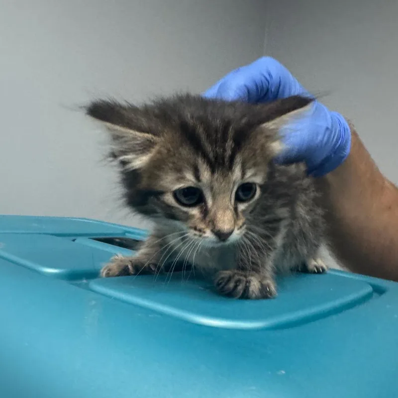 A baby small-sized female Gray / Blue / Silver Domestic Short Hair cat named Pippi for adoption in Columbus, GA