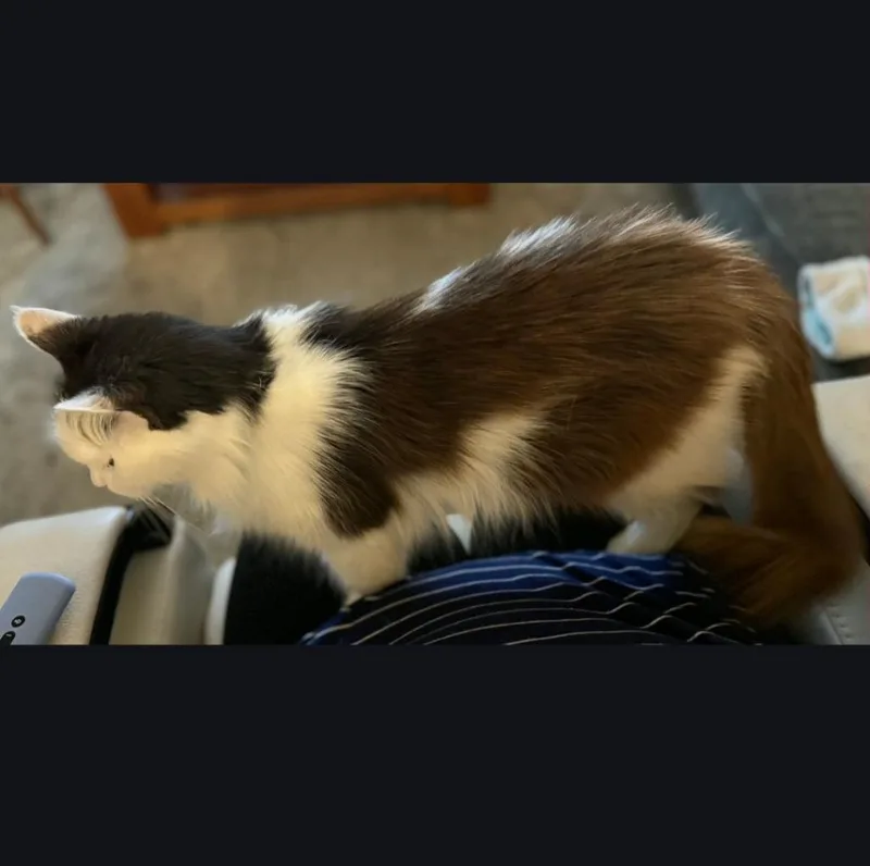 Princess thumbnail 2