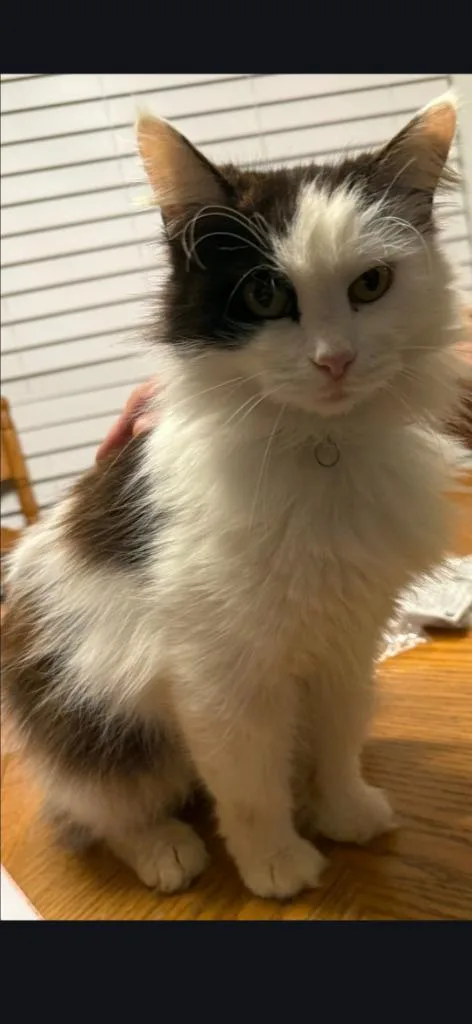 Princess thumbnail 3