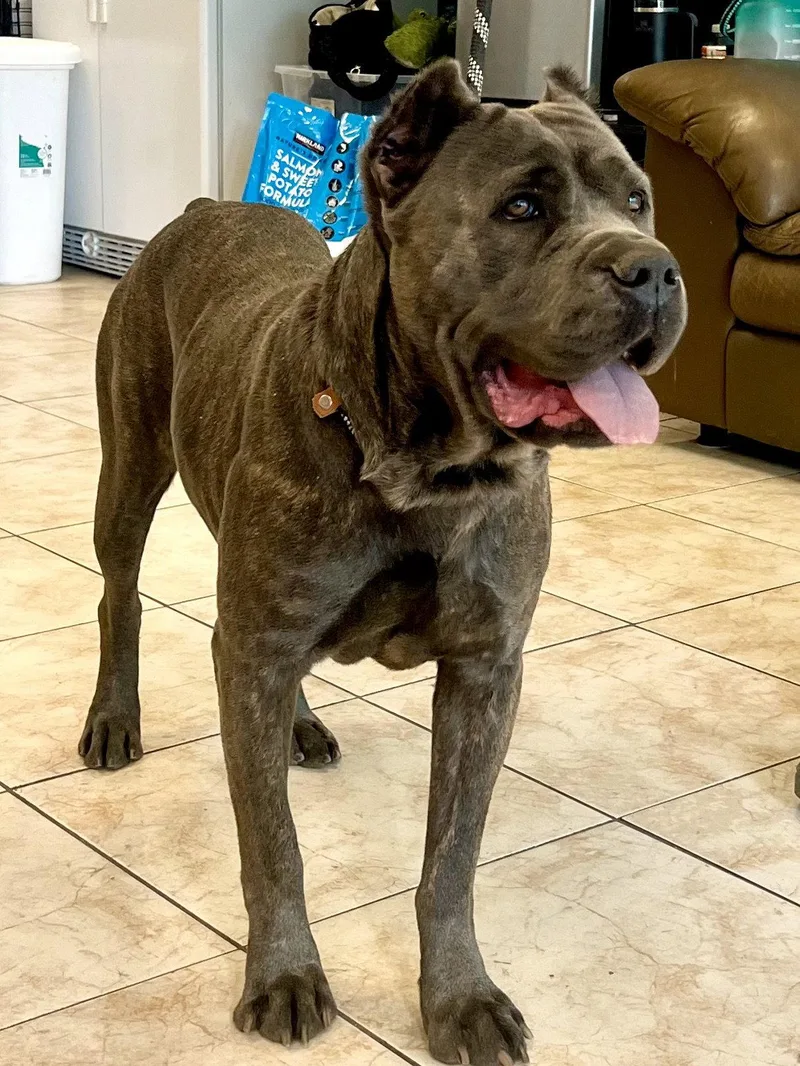 A young extra large-sized female Cane Corso dog named Kubrick for adoption in Glendale, AZ