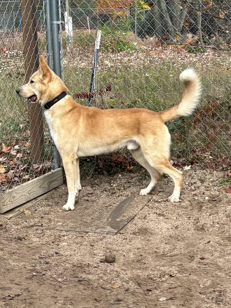 A young large-sized male Belgian Shepherd / Malinois dog named Leo for adoption in Big Rapids, MI