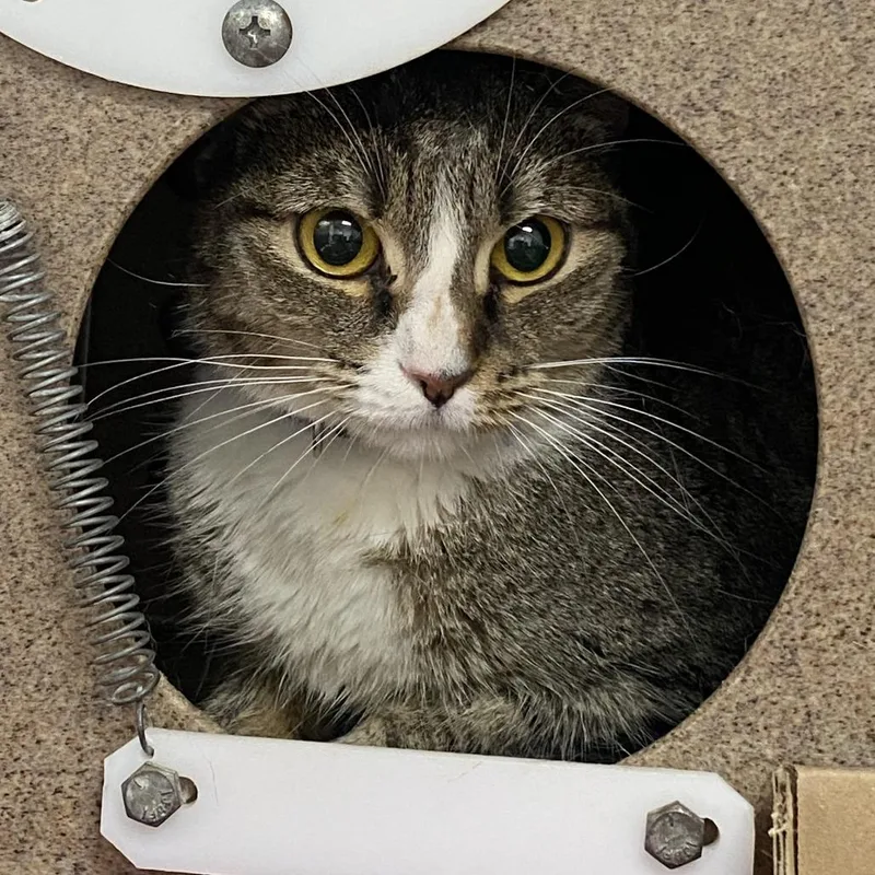 An adult medium-sized male Domestic Short Hair cat named Ivory for adoption in Weimar, CA