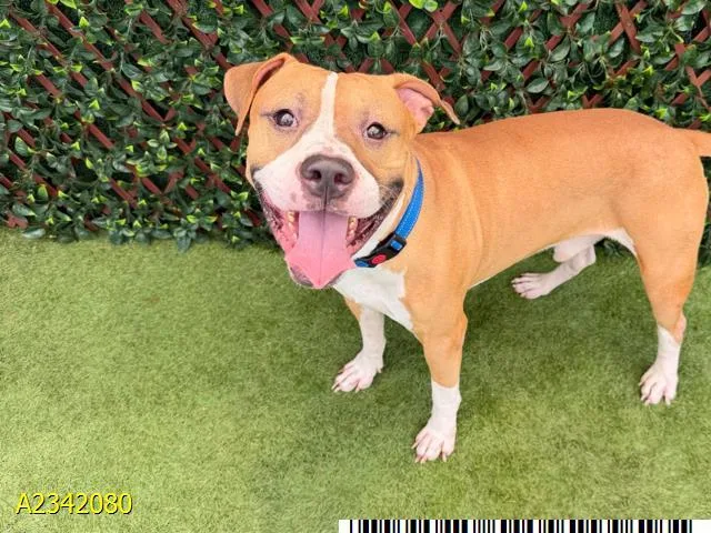 An adult medium-sized male Mixed Breed dog named River for adoption in West Palm Beach, FL