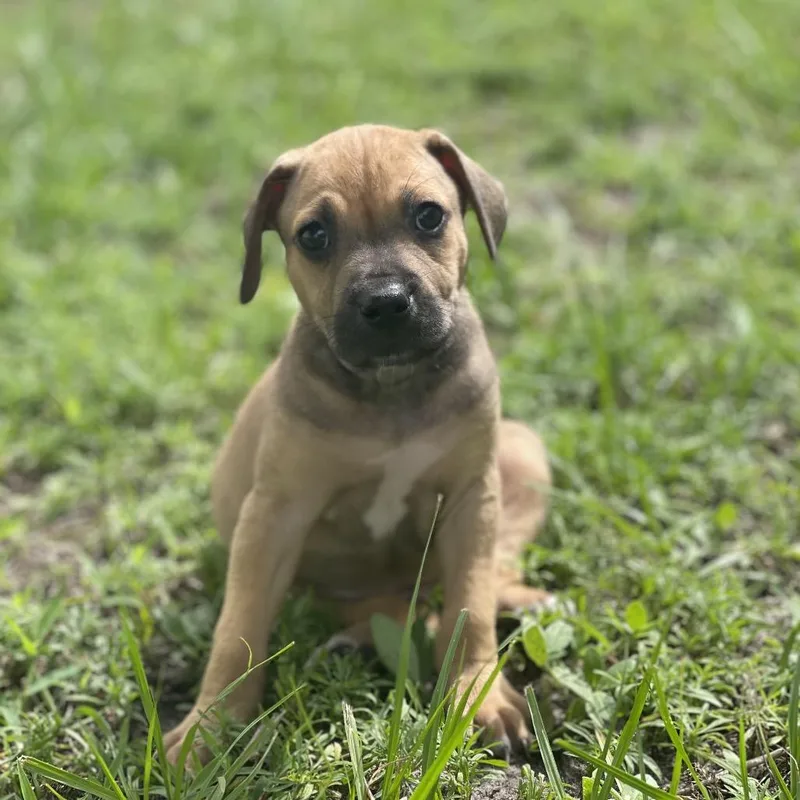 Basil