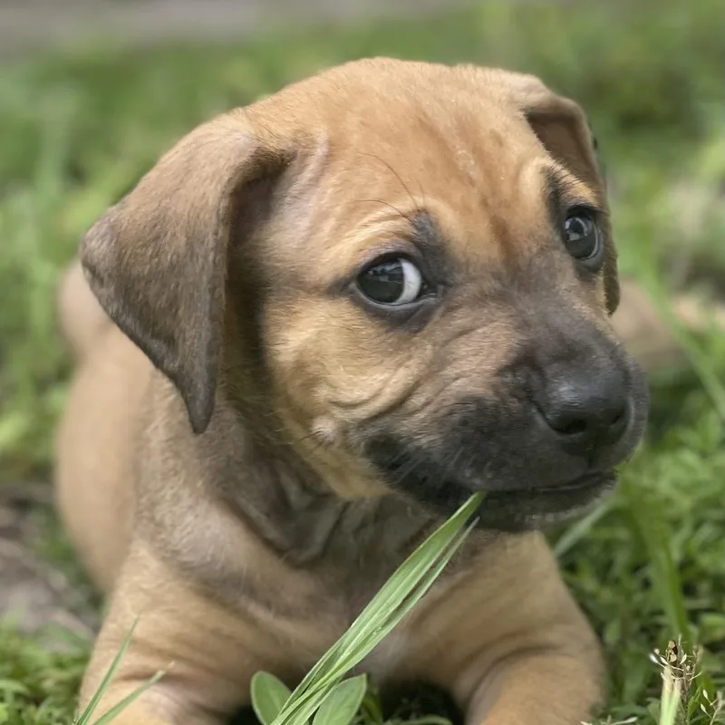 Basil thumbnail 2