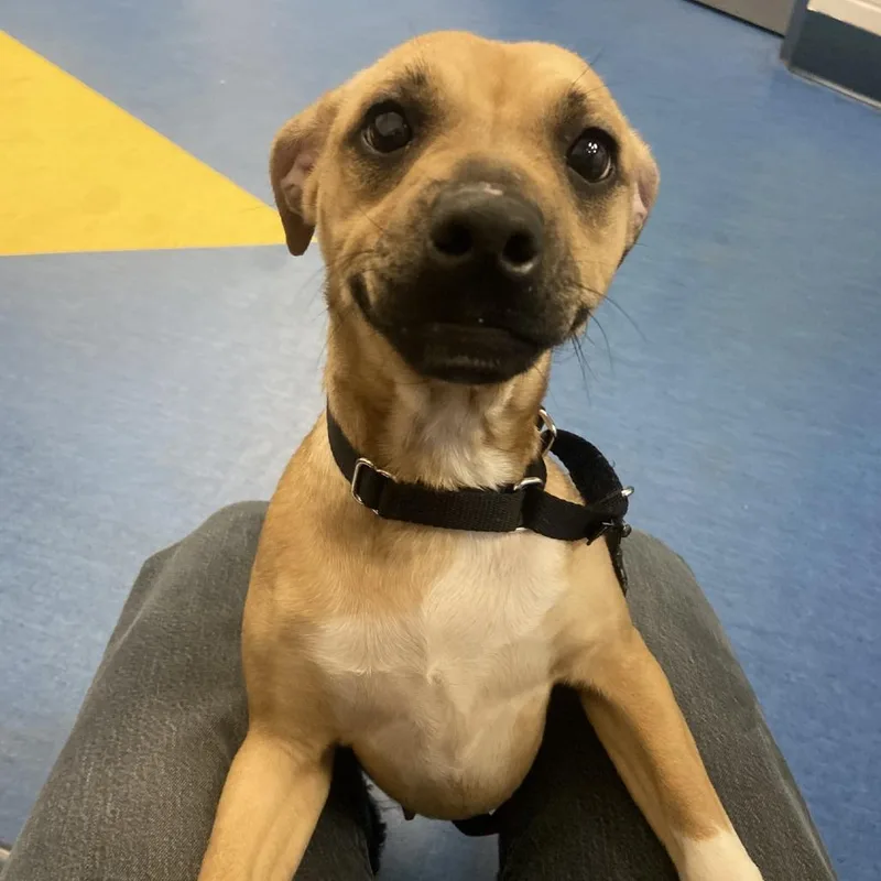 An adult medium-sized female Yellow / Tan / Blond / Fawn Mixed Breed dog named Nutmeg for adoption in Pittsburgh, PA