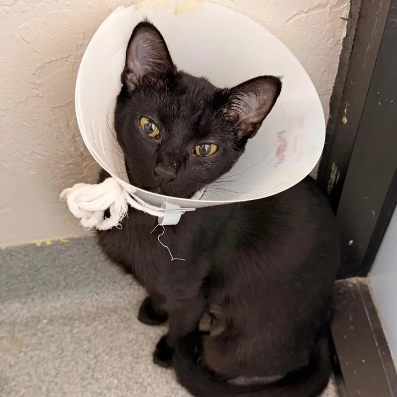 A young medium-sized female Domestic Short Hair cat named Coachella for adoption in Gainesville, FL