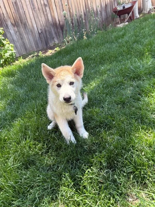 A baby medium-sized male Gray / Blue / Silver Alaskan Malamute dog named Yeti for adoption in Boulder, CO