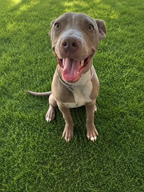 A young small-sized male Pit Bull Terrier dog named Blue for adoption in Lancaster, CA