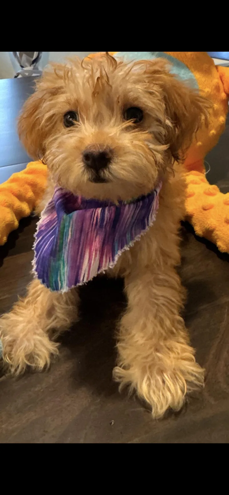 A baby small-sized female Miniature Poodle dog named Thelma for adoption in Windsor, CO