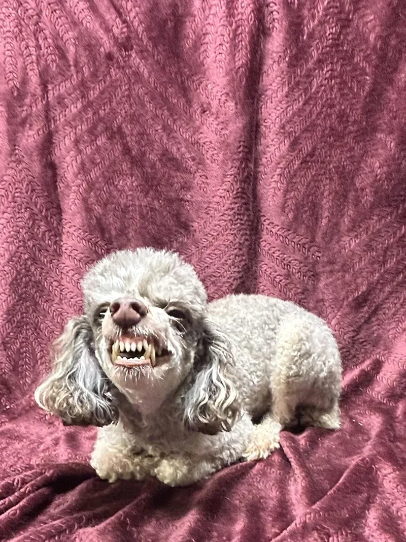 An adult small-sized male Poodle dog named Artie for adoption in Elyria, OH