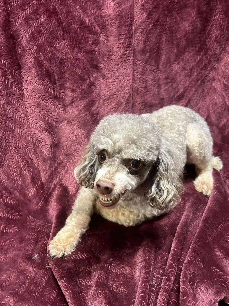 Artie thumbnail 6