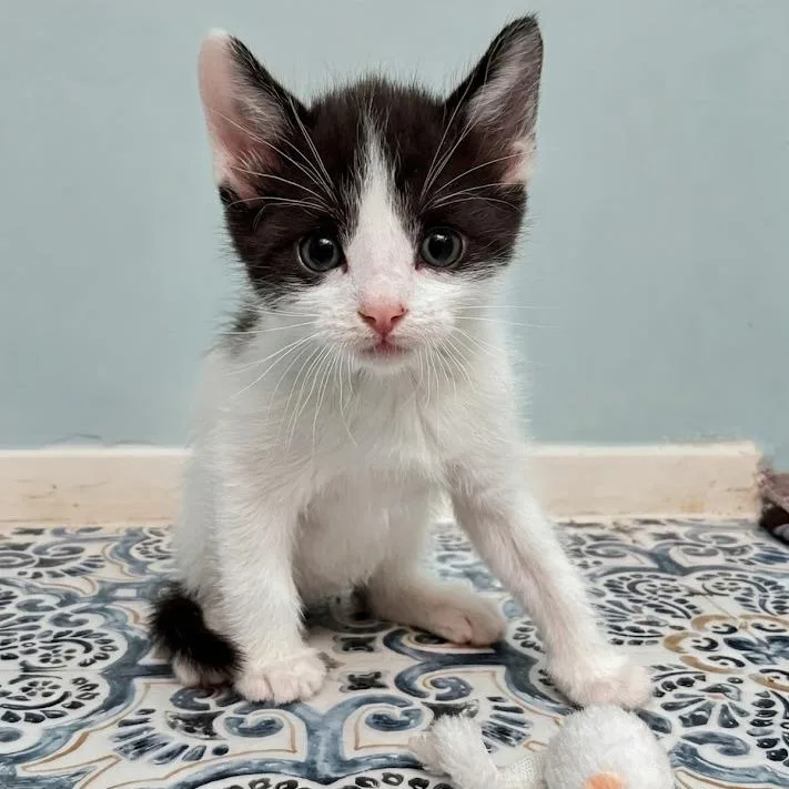 A baby small-sized male Domestic Short Hair cat named Beef 'n Cheddar for adoption in Spokane, WA