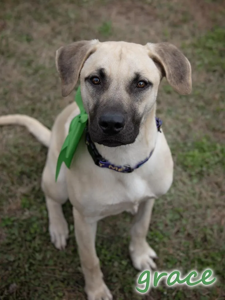A young medium-sized female Black Mouth Cur dog named Grace for adoption in Livingston, LA