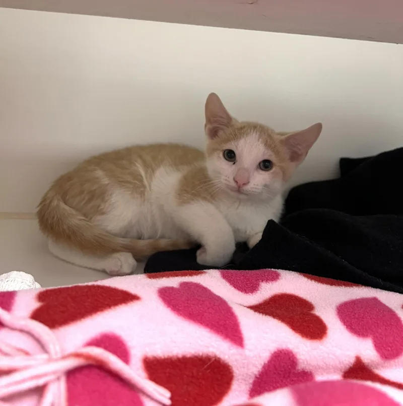 A young small-sized male Buff & White Domestic Short Hair cat named Dustin for adoption in Reisterstown, MD
