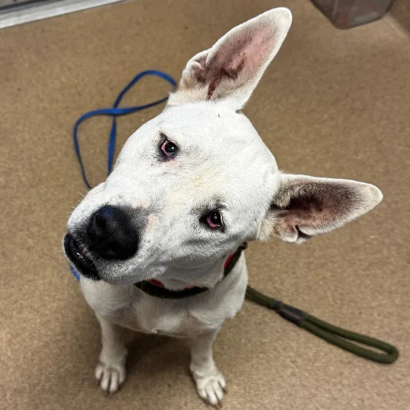 An adult medium-sized female Shepherd dog named Hellen for adoption in Hinesville, GA