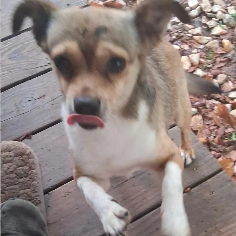 An adult small-sized male Yellow / Tan / Blond / Fawn Chihuahua dog named Jaxson for adoption in Lenoir, NC