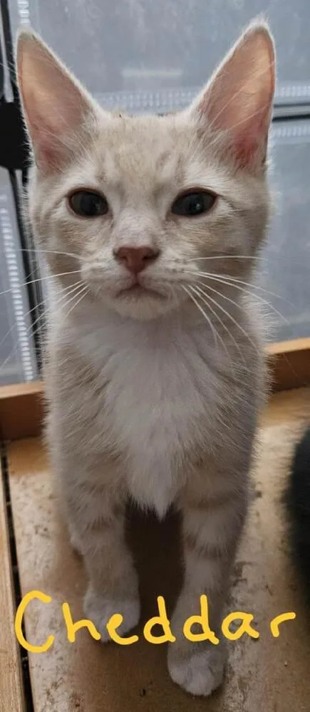 A baby small-sized male Tabby (Orange / Red) Domestic Short Hair cat named Chedder for adoption in Albuquerque, NM